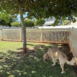 Ewa Beach Dog Park - One tree in big dog area. Shady but no bench to sit.