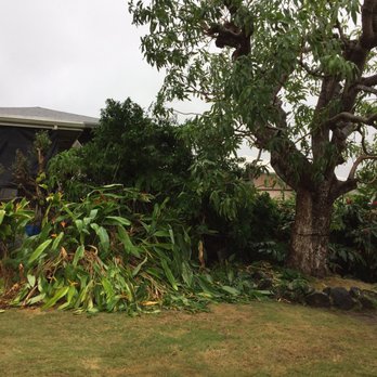 Tree Masters - Tree Services Near Me - Honolulu, Hawaii Tree Masters - Tree Services Near Me - Honolulu, Hawaii
