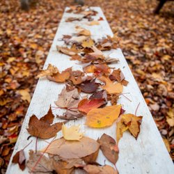 Outdoor Adventures Saginaw Bay Resort - Autumn at the Resort