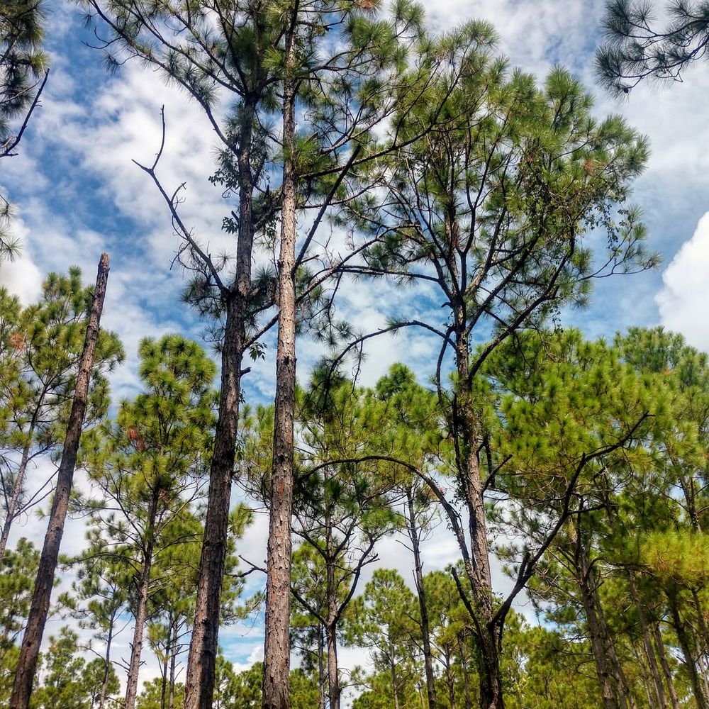 Pine Shore Pineland Preserve - stand up straight! - Parks Near Me - Miami, Florida Pine Shore Pineland Preserve - stand up straight! - Parks Near Me - Miami, Florida