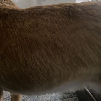 Ipet Grooming & Boarding - UNEVEN. HORRIBLE. - Pet Groomers Near Me - Dublin, California Ipet Grooming & Boarding - UNEVEN. HORRIBLE. - Pet Groomers Near Me - Dublin, California