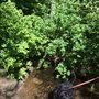 Photo of Ophir Creek Trail