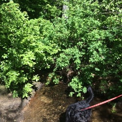 Ophir Creek Trail - Davis Creek intersects the trail for a brief cool off.