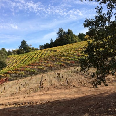 Storybook Mountain Winery by null