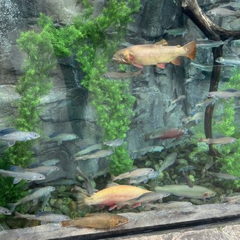 Downtown Aquarium - Museums Near Me - Denver, Colorado Downtown Aquarium - Museums Near Me - Denver, Colorado