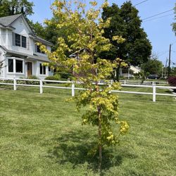 Decker's Nursery - Picture of sickly tree