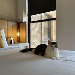 Kimpton Schofield Hotel - Pet friendly and well appointed rooms