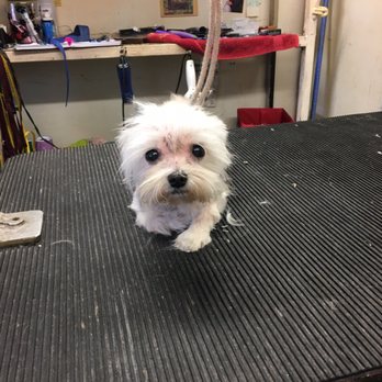 Sandy's Dog House - Pet Sitting Near Me - Edgewater, Florida Sandy's Dog House - Pet Sitting Near Me - Edgewater, Florida