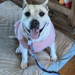 Orange Grove Animal Hospital - The sweetest, smartest fur baby in my eyes. Sweet and Sashy Sasha