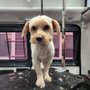 Groom N Go Mobile Pet Spa