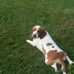 Enriched Canine