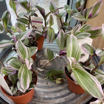 West Seattle Nursery - Nurseries & Gardening Near Me - Seattle, Washington