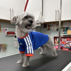 Pet Joy Boutique & Spa