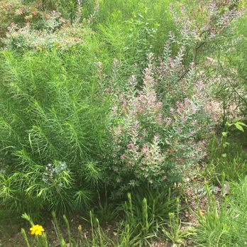 Donald E. Davis Arboretum - Parks Near Me - Auburn, Alabama