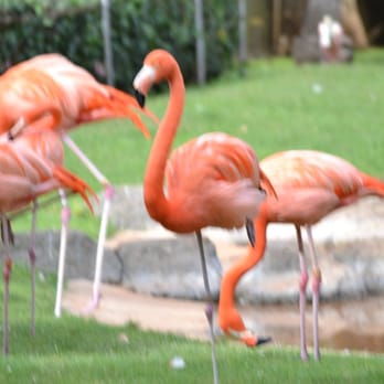 Honolulu Zoo - Zoos Near Me - Honolulu, Hawaii Honolulu Zoo - Zoos Near Me - Honolulu, Hawaii