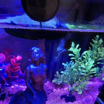 Pet Supplies Plus Cortland - Our betta saying hello in his new enclosure. - Pet Groomers Near Me - Cortland, New York Pet Supplies Plus Cortland - Our betta saying hello in his new enclosure. - Pet Groomers Near Me - Cortland, New York
