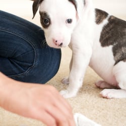 Ripley Services - Pet Urine Removal Keller TX