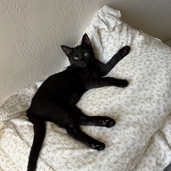 Aptos-Creekside Pet Hospital - Raven - Veterinarians Near Me - Aptos, California