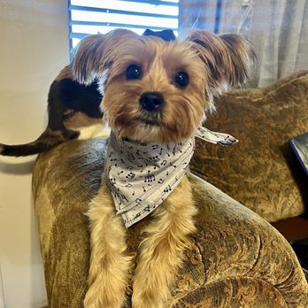 Principled Pooch - Luna - Pet Groomers Near Me - Vallejo, California Principled Pooch - Luna - Pet Groomers Near Me - Vallejo, California