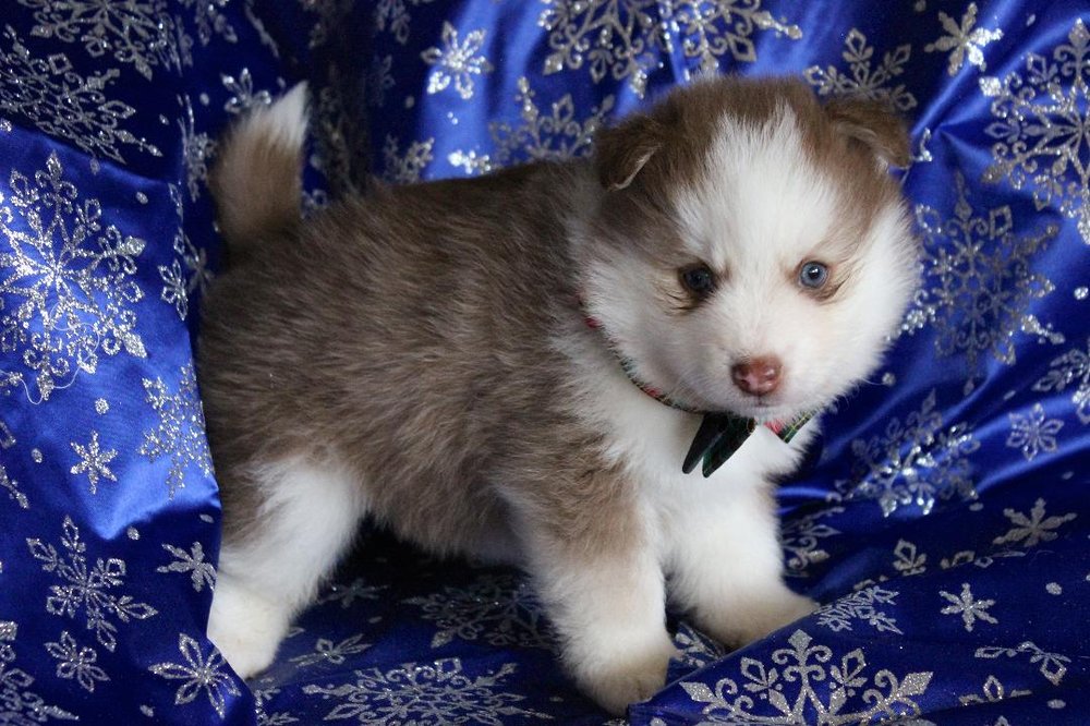 TRUE POMSKY KENNEL Updated October 2024 716 N Broadway, Dayton