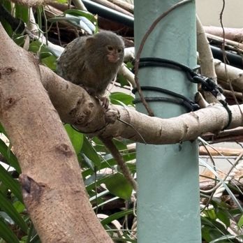 Artis - Pygmy marmoset - Zoos Near Me - Amsterdam, New Hampshire