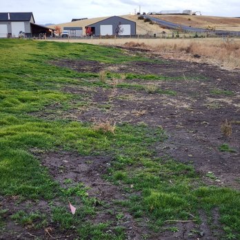 Acey's Landscape Services - Patchy lawn. Grade not smooth. Edge of lawn not defined - Landscaping Near Me - Clarkston, Washington
