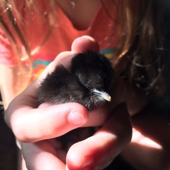 Fabulously Feathered Silkies - So sweet - Ranches Near Me Fabulously Feathered Silkies - So sweet - Ranches Near Me