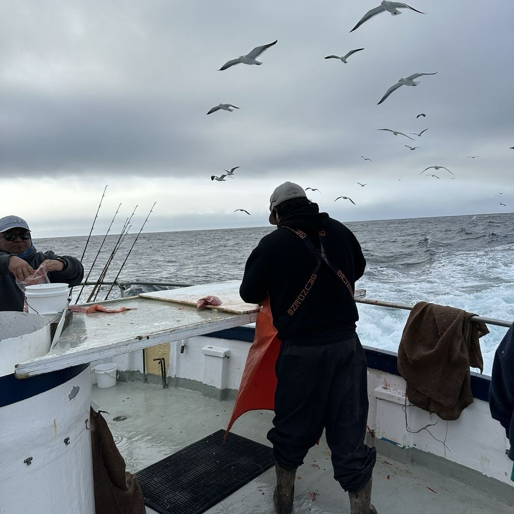 Morro Bay Landing - Fish getting fillet - Boat Charters Near Me - Morro Bay, California Morro Bay Landing - Fish getting fillet - Boat Charters Near Me - Morro Bay, California