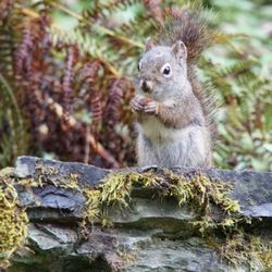 Glacier Gardens Rainforest Adventure