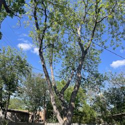 Felix Tree and Landscaping Service - Pecan tree
