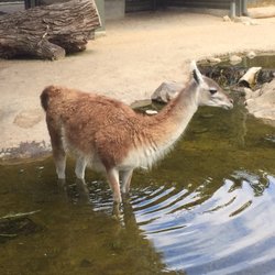 Den Arktiske Ring Zoo