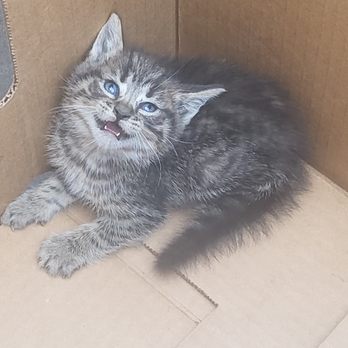 Downey Animal Care Center - Kitten that was turned away by Downey Animal shelter - Pet Adoption Near Me - Downey, California