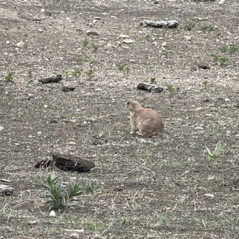 Custer State Park - Prairie dogs - Parks Near Me - Custer, South Dakota