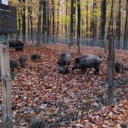 Wildpark Kaiserslautern