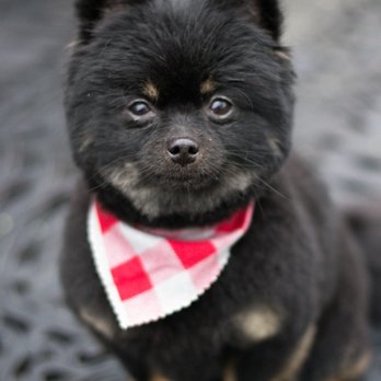 Bark Bath & Beyond - Pet Groomers Near Me - Ronkonkoma, New York