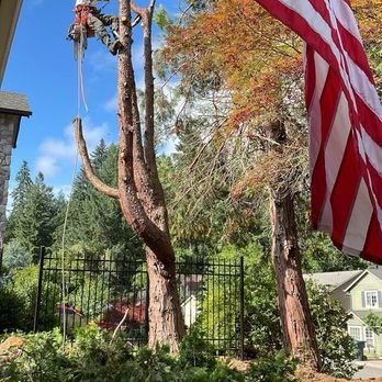 Ash Rock Tree Service - Tree Services Near Me Ash Rock Tree Service - Tree Services Near Me