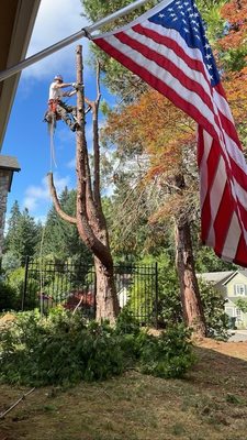 Cedar removal - The team and I removed this Incense Cedar in town and ground the stump. Cedar removal - The team and I removed this Incense Cedar in town and ground the stump.