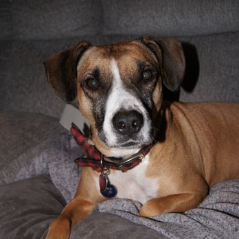 BEST CARE PET CLINIC - Updated January 2025 - 66 Photos &amp; 336 