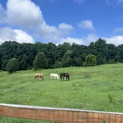 Mabry Park - Beautiful horses