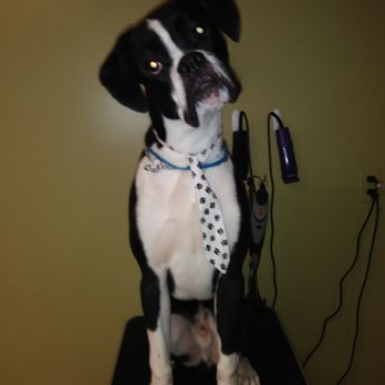 BonBons Doggie Stylez - Pet Groomers Near Me - Jacksonville, Florida BonBons Doggie Stylez - Pet Groomers Near Me - Jacksonville, Florida