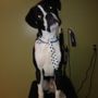 BonBons Doggie Stylez