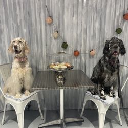 Bark Avenue