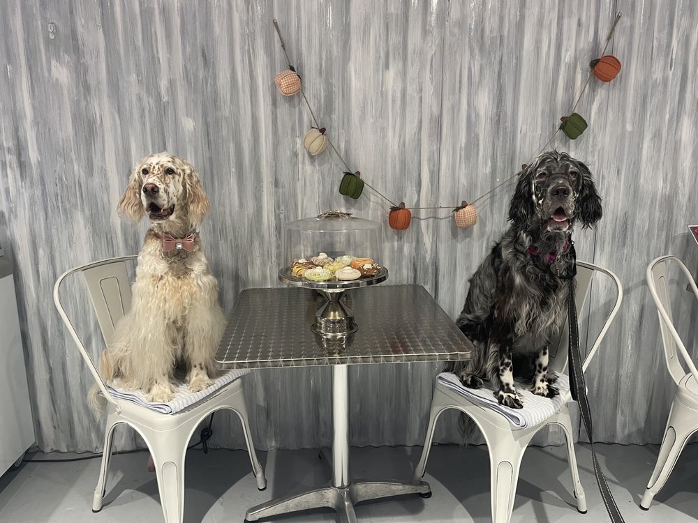 Bark Avenue Image
