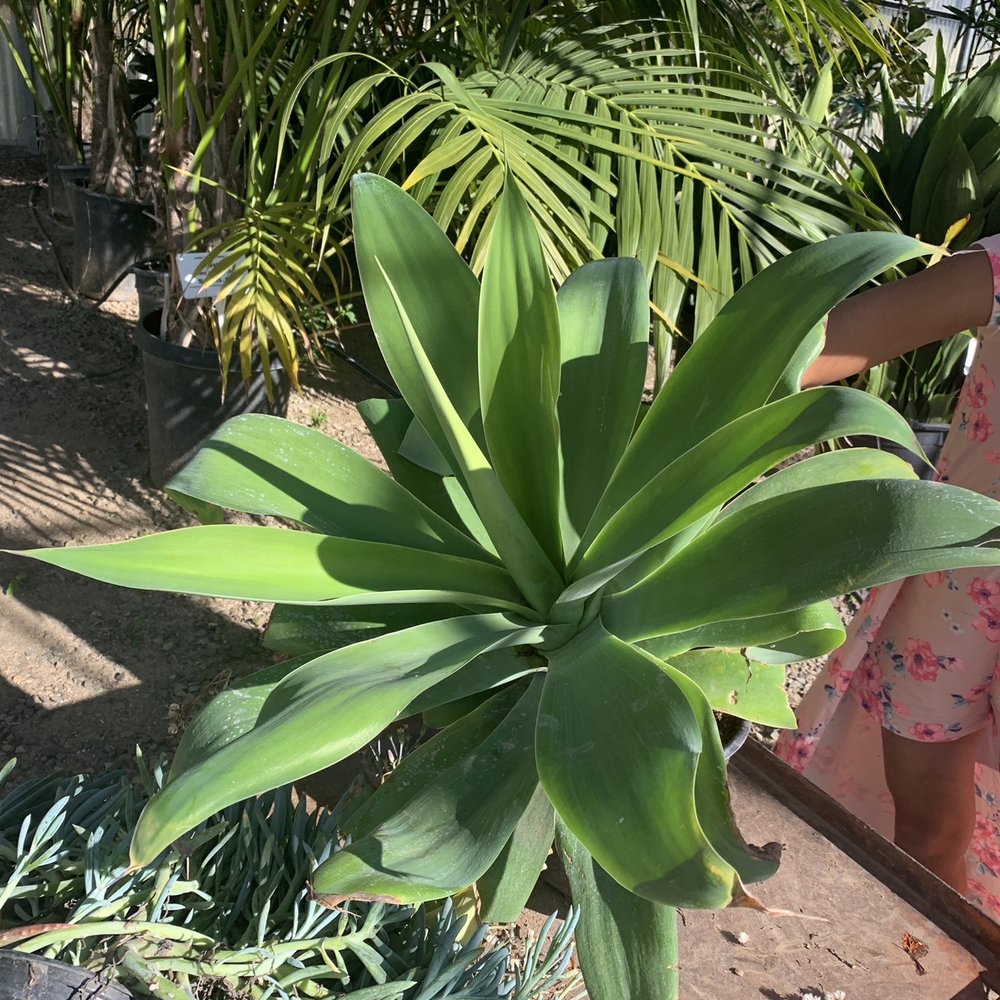 Plantenders Nursery - Agave - Nurseries & Gardening Near Me - Silverado, California