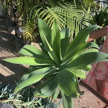 Plantenders Nursery - Agave - Nurseries & Gardening Near Me - Silverado, California Plantenders Nursery - Agave - Nurseries & Gardening Near Me - Silverado, California