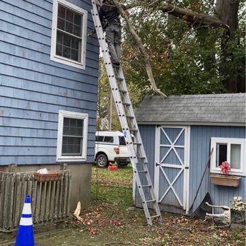 Roman Tree Services - Going up to figure out what he had to work with. - Tree Services Near Me