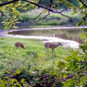 Bluff Creek Park - Deer enjoying the afternoon sun and unaware I'm about to take a picture at Bluff Creek Park! - Parks Near Me - Oklahoma City, Oklahoma