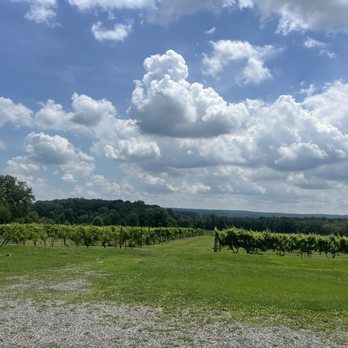Old York Cellars - Vineyard scene featuring rows of grapevines supported by trellises on a grassy field. The landscape includes distant trees and rolling hills, with a partly cloudy sky overhead. The setting appears rural and suitable for wine production, consistent with a scenic winery environment. - Wine Tasting Room Near Me - Ringoes, New Jersey
