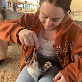 Impossible Acres Farm - cutest playful kitten - Pick Your Own Farms Near Me - Davis, California