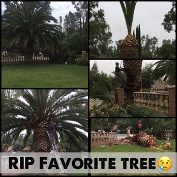 JBS Tree Care - Bye bye favorite tree. - Tree Services Near Me - Pomona, California JBS Tree Care - Bye bye favorite tree. - Tree Services Near Me - Pomona, California